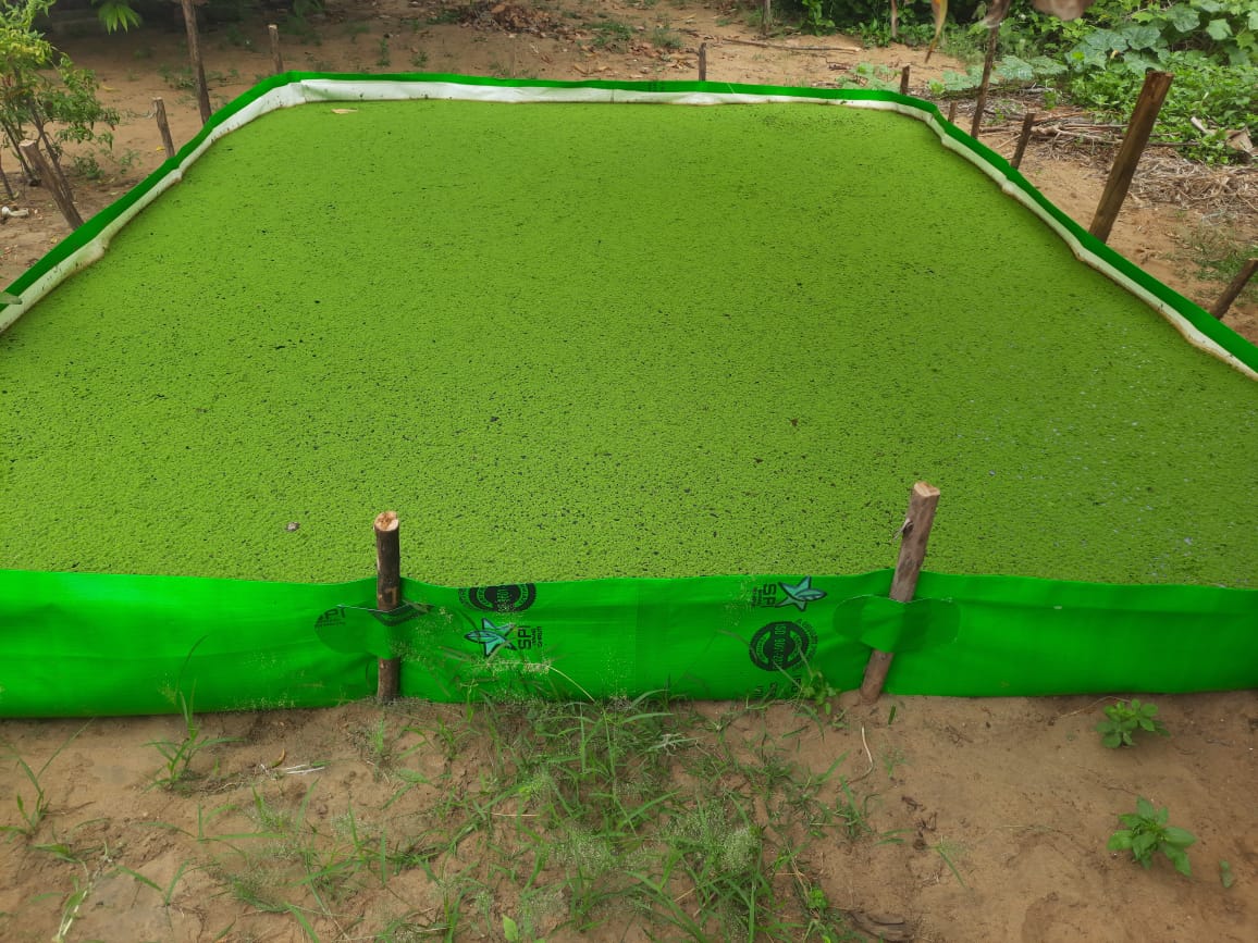 Asolla Bag Size 12x10x1 Feet