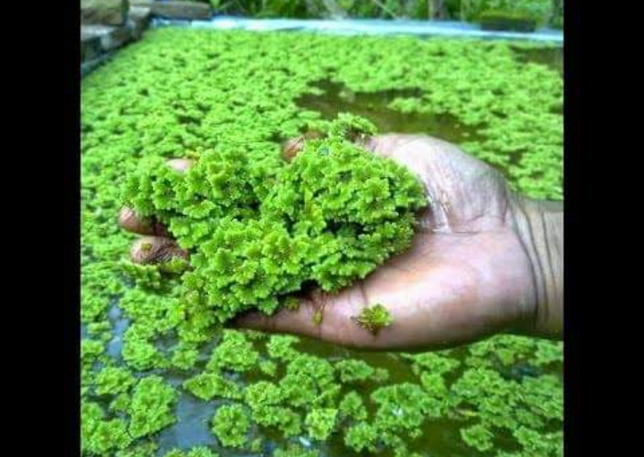 ASOLA SEED - Image 5