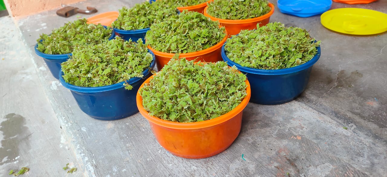 ASOLA SEED - Image 4