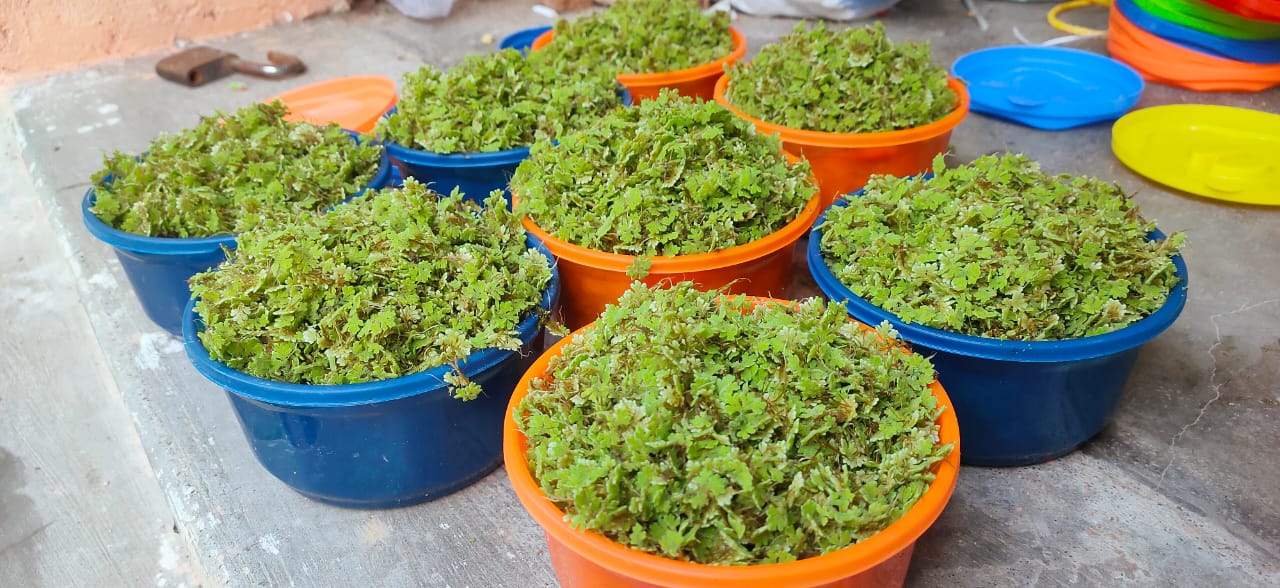 ASOLA SEED